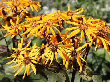 Języczka Hessego - zdjęcie 5