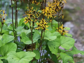 Ilustracja rośliny języczka hessego