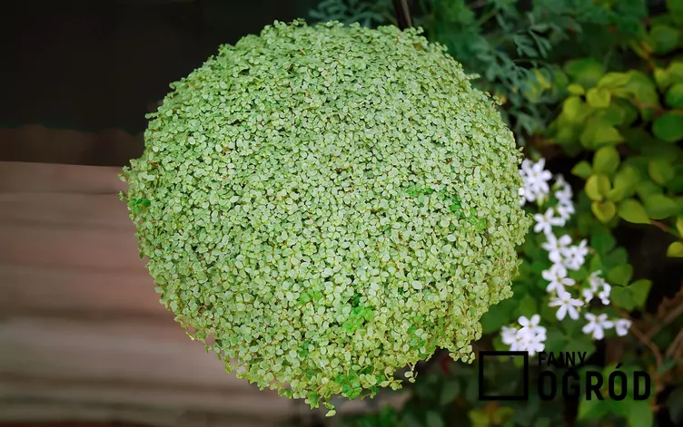 Solejrolia rozesłana