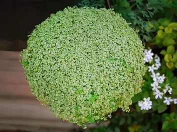 Ilustracja rośliny solejrolia rozesłana