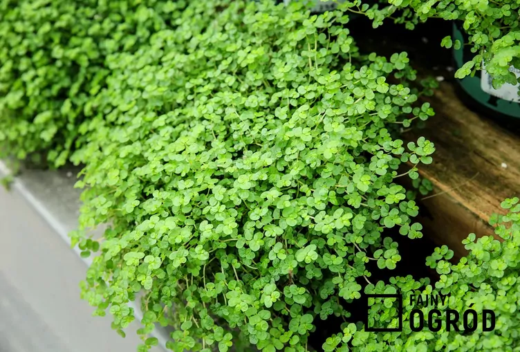 Helksynia soleirola Helksynia soleirola