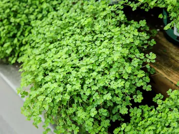 Solejrolia rozesłana - zdjęcie 2