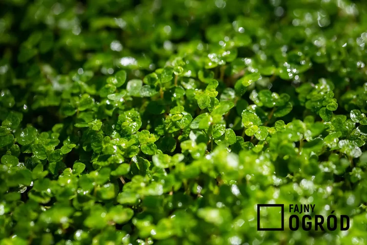 Solejrolia rozesłana Solejrolia rozesłana