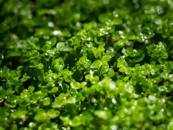 Solejrolia rozesłana - zdjęcie 3