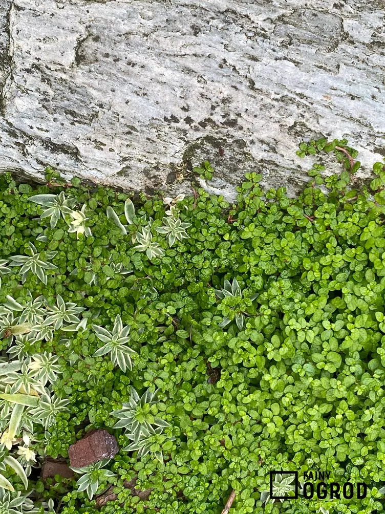 Solejrolia rozesłana Solejrolia rozesłana