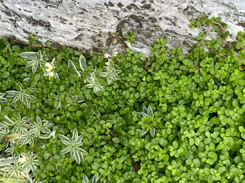 Solejrolia rozesłana - zdjęcie 4