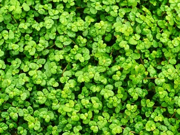 Solejrolia rozesłana - zdjęcie 5