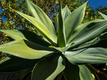 Agawa zwężona - zdjęcie 2