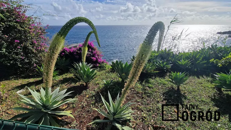 Agawa szyja łabędzia