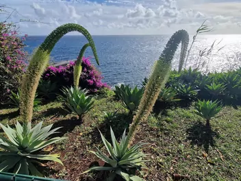 Agawa zwężona - zdjęcie 3