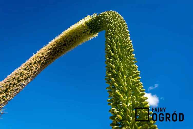 Agawa zwężona - zdjęcie 5