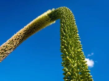 Agawa zwężona - zdjęcie 5