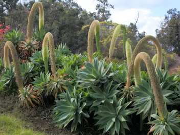 Ilustracja rośliny agawa zwężona