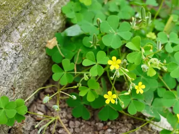 Ilustracja rośliny szczawik żółty