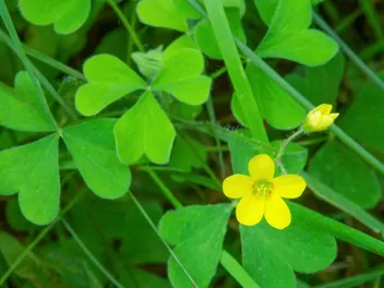 Szczawik żółty - zdjęcie 2