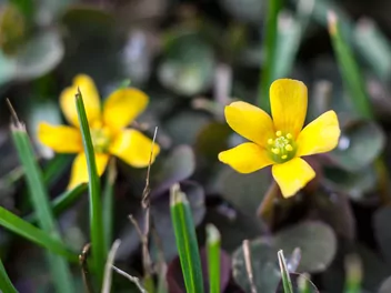 Szczawik żółty - zdjęcie 3