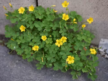 Szczawik żółty - zdjęcie 4