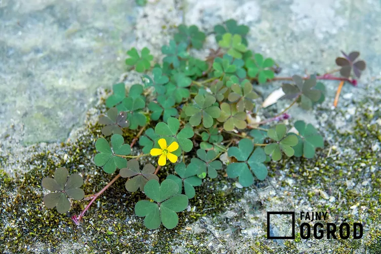 Szczawik żółty - zdjęcie 5