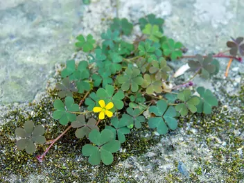 Szczawik żółty - zdjęcie 5