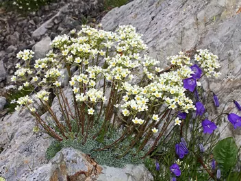 Ilustracja rośliny skalnica gronkowa