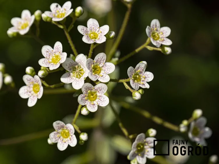 Skalnica gronkowa - zdjęcie 5