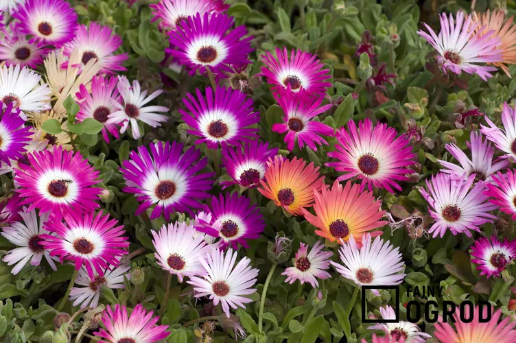 Przypołudnik stokrotkowy