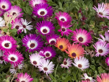 Ilustracja rośliny przypołudnik stokrotkowy