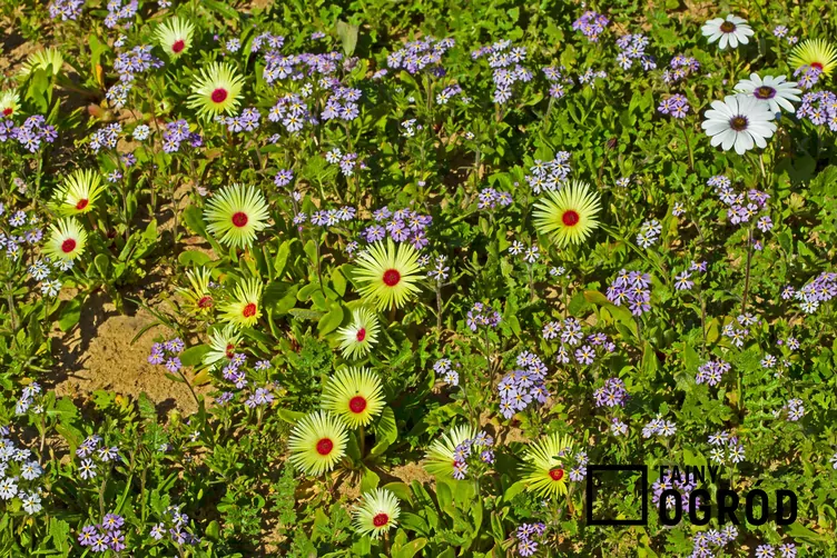 Kryształka stokrotkowa