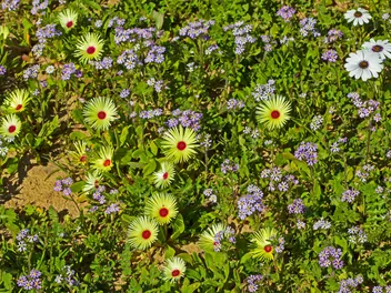 Przypołudnik stokrotkowy - zdjęcie 2