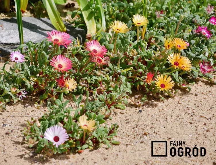 Przypołudnik stokrotkowy