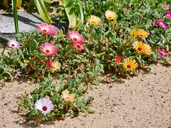 Przypołudnik stokrotkowy - zdjęcie 3