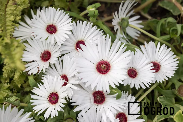 Przypołudnik stokrotkowy