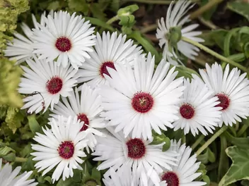 Przypołudnik stokrotkowy - zdjęcie 4