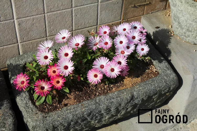 Przypołudnik stokrotkowy - zdjęcie 5