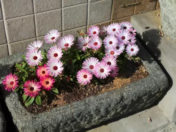 Przypołudnik stokrotkowy - zdjęcie 5