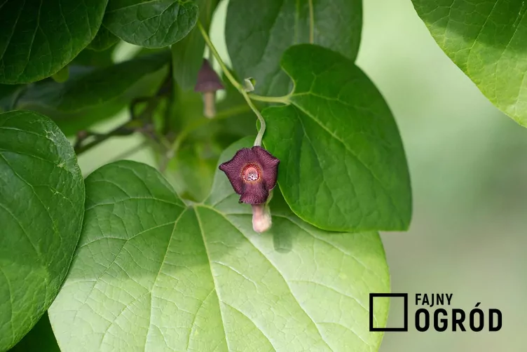 Kokornak mandżurski