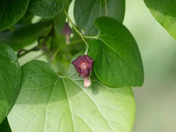 Kokornak mandżurski - zdjęcie 2