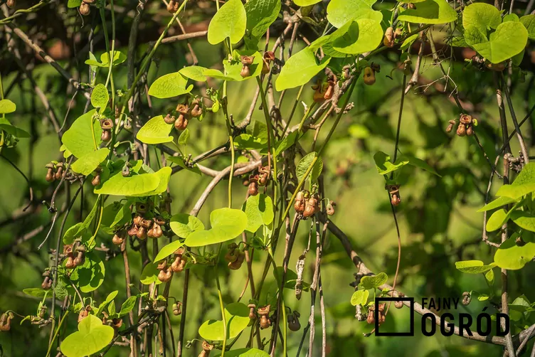 Kokornak mandżurski