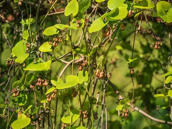 Kokornak mandżurski - zdjęcie 3