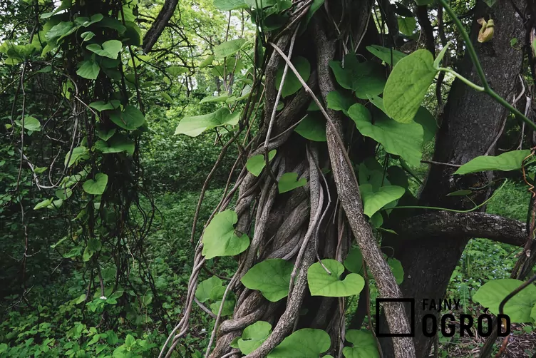 Kokornak mandżurski