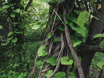 Kokornak mandżurski - zdjęcie 4