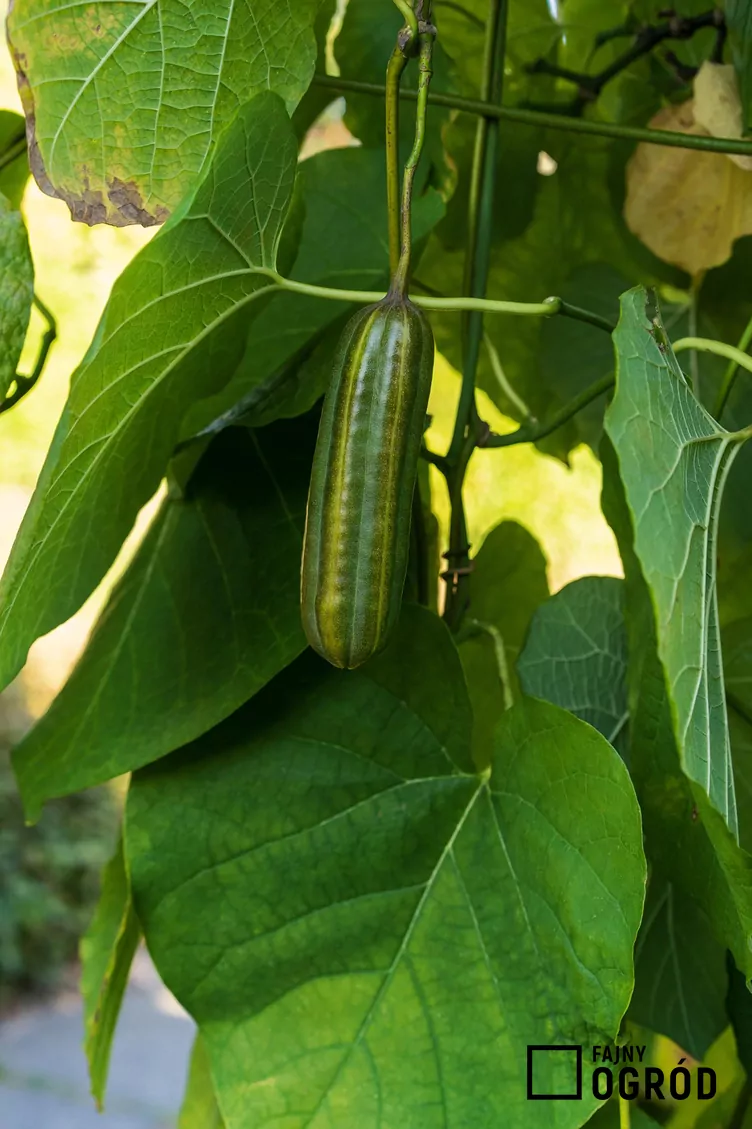 Kokornak mandżurski - zdjęcie 5