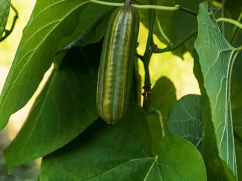 Kokornak mandżurski - zdjęcie 5