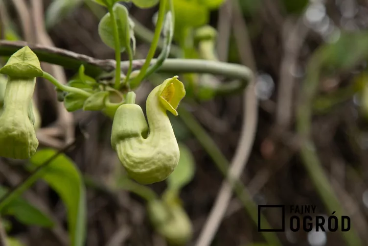 Kokornak mandżurski