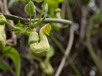 Ilustracja rośliny kokornak mandżurski