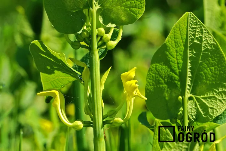 Kokornak powojnikowaty