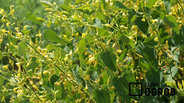 Kokornak powojnikowy