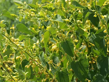 Kokornak powojnikowy - zdjęcie 3