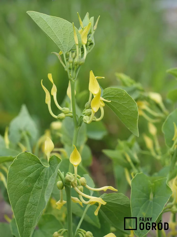 Kokornak powojnikowy