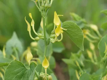 Kokornak powojnikowy - zdjęcie 4